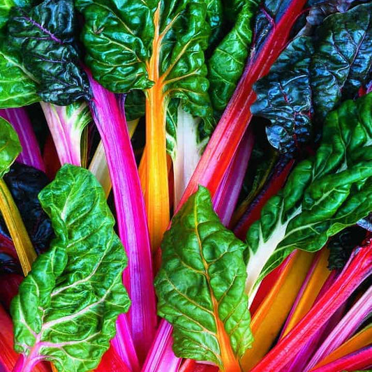 Rainbow Swiss Chard