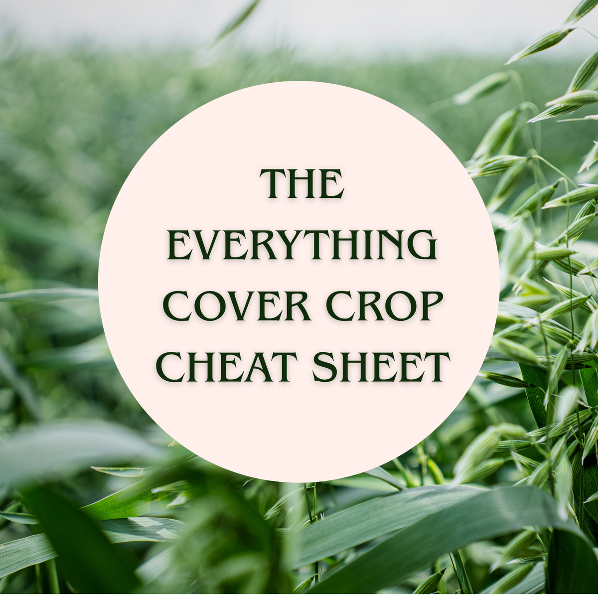 The Everything Cover Crop Cheat Sheet