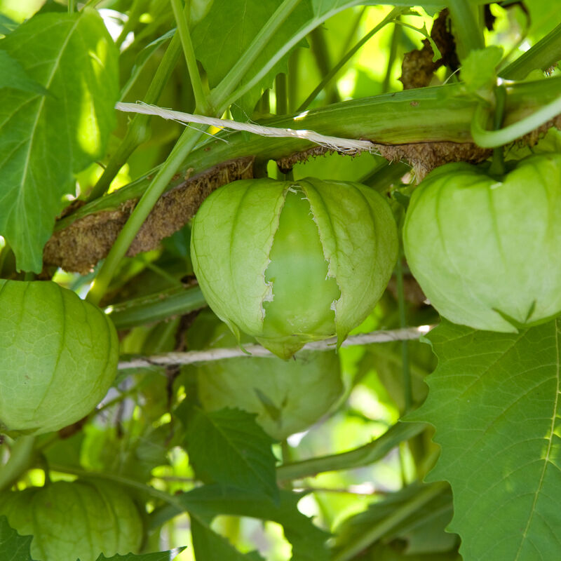 Tomatillo: Toma Verde 4" Pot