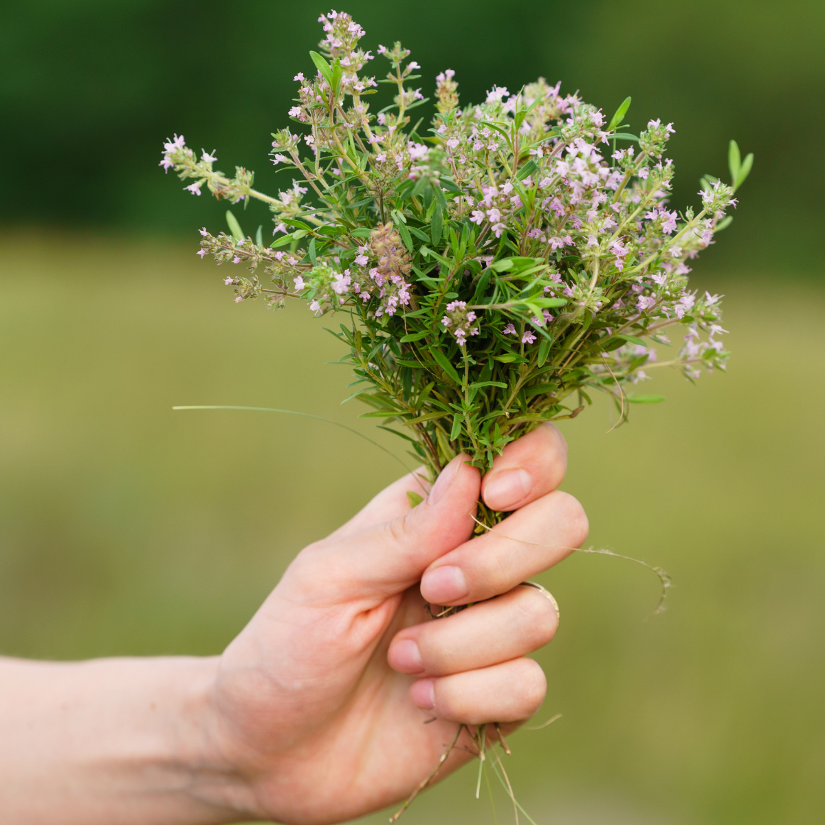Thyme