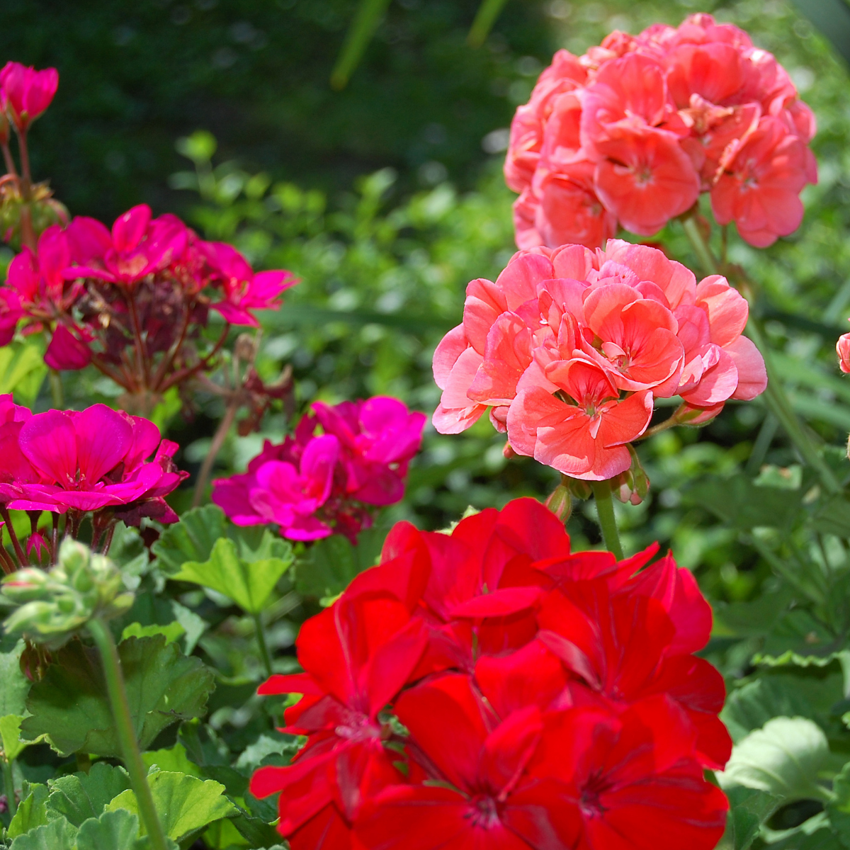 Geraniums: 4-pack