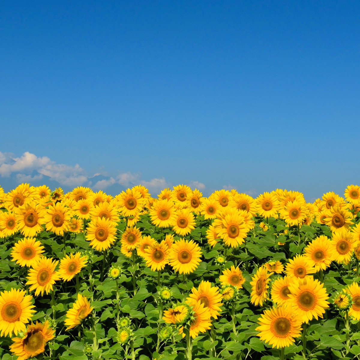 Sunflowers: Green Heart 4-pack