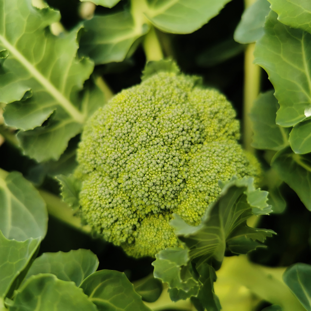Broccoli: 4-pack