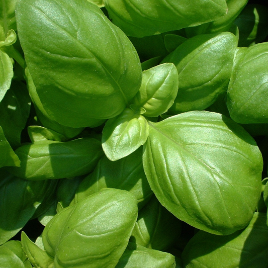 Basil