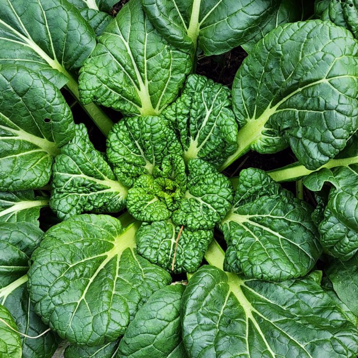 Tatsoi