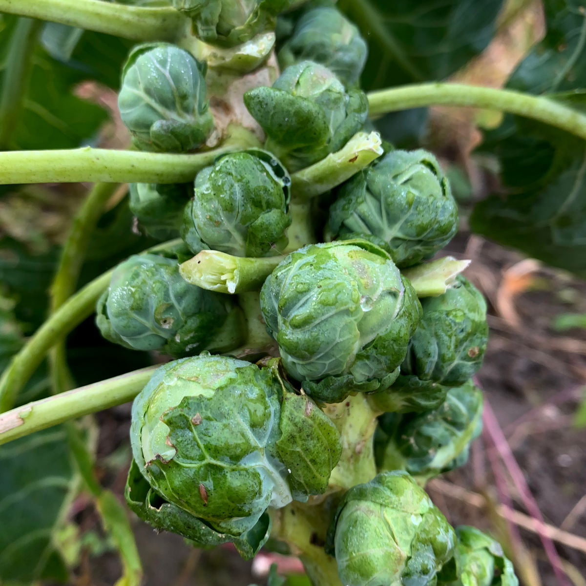 Brussel Sprouts