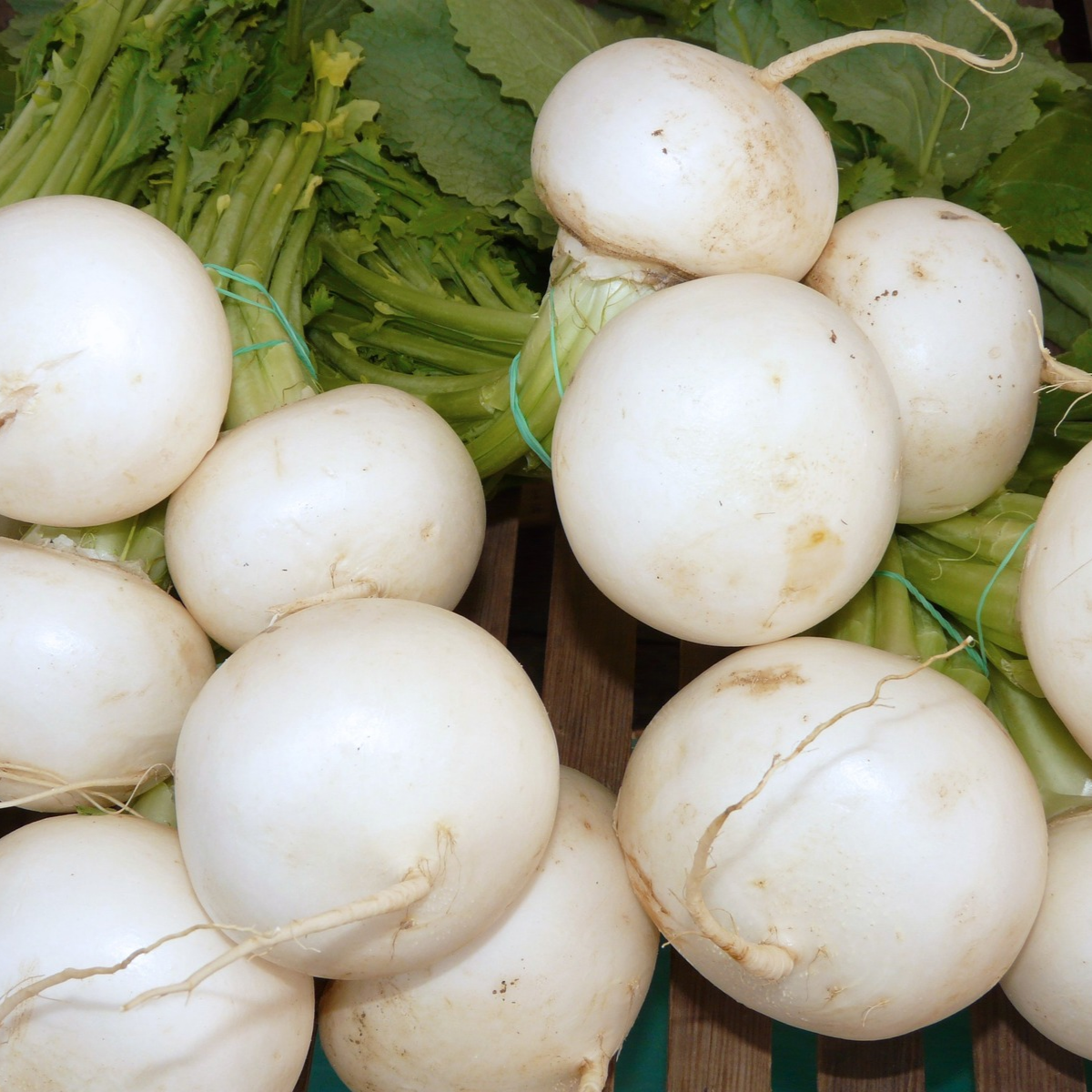 Hakurei Salad Turnips
